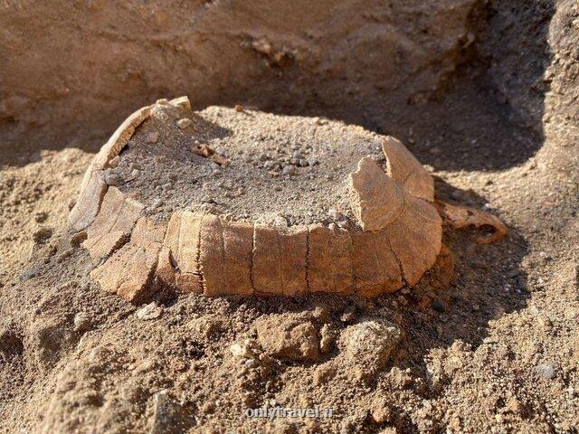 باستان شناسان در پمپئی لاک پشت کشف کردند