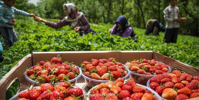 فصل توت فرنگی را در کردستان بگذرانید