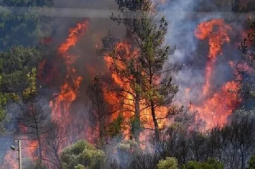 آتشسوزی جنگل های الیت هنوز به صورت کامل مهار نشده است