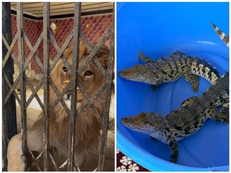 کشف شیر، عقاب طلایی و تمساح در شهریار