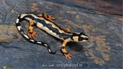 هوش مصنوعی به کمک محافظت از سمندر های ایران آمد