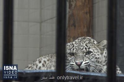 ویدئو ویدئو