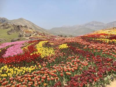 حیرت سفیر هلند در ایران از لاله های كندر